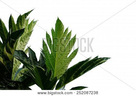 Green Leaves Of Tropical Plant On White Isolated Background For Green Foliage Backdrop