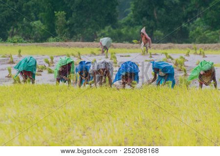 Indian Rural Women Are Busy Harvesting Paddy (rice) Seeds In The Yellow Paddyfield Under Rain During