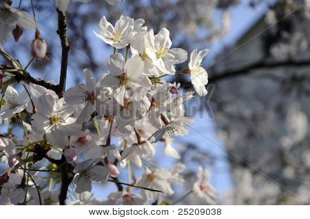 Bel fiore di Sakula bianco In Giappone