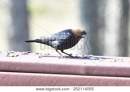 Male Cowbird Brown And Black Perched On A Back Deck Porch Eating Birdseed
