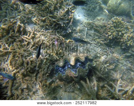 Sealife Of Luganville, Espiritu Santo, Vanuatu