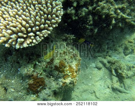 Sealife Of Luganville, Espiritu Santo, Vanuatu