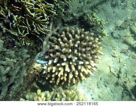 Sealife Of Luganville, Espiritu Santo, Vanuatu