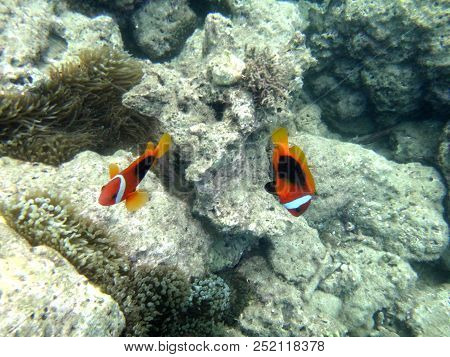 Sealife Of Luganville, Espiritu Santo, Vanuatu