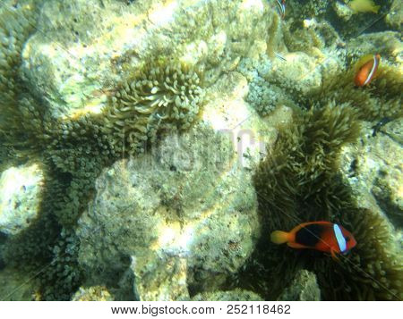 Sealife Of Luganville, Espiritu Santo, Vanuatu