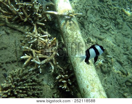 Sealife Of Luganville, Espiritu Santo, Vanuatu