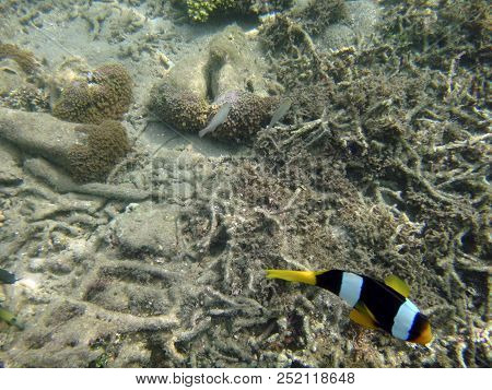 Sealife Of Luganville, Espiritu Santo, Vanuatu