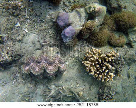 Sealife Of Luganville, Espiritu Santo, Vanuatu