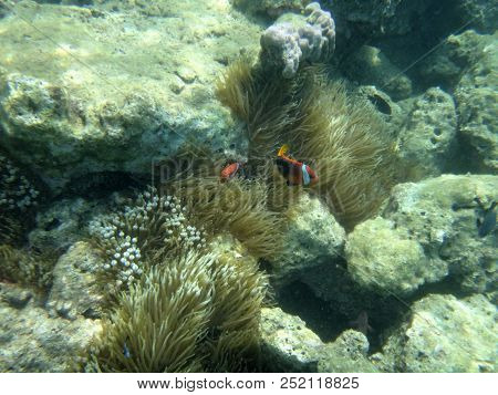 Sealife Of Luganville, Espiritu Santo, Vanuatu
