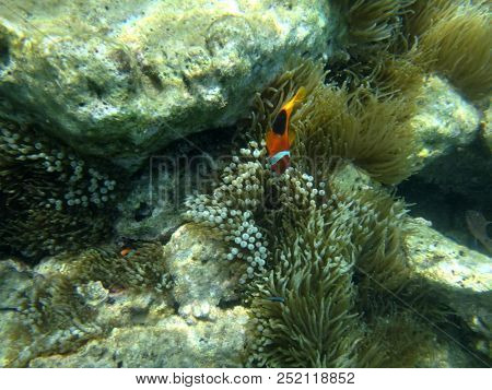 Sealife Of Luganville, Espiritu Santo, Vanuatu