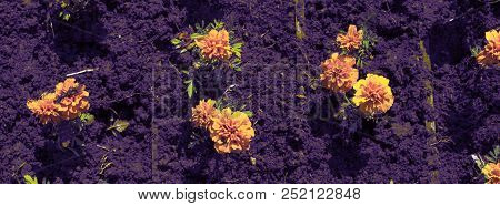 Defocus Banner Autumn Orange Flowers On The Land Of Tagetis Bloom In A Row.