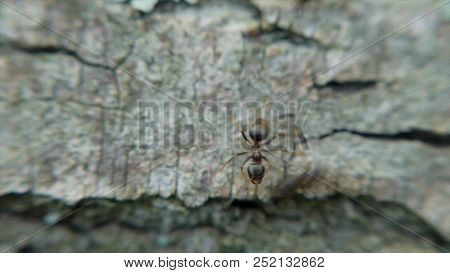 Macro Shot Of Red Ant On Wood Background. Clip. A Group Of Red Ants Is Looking For Food On The Timbe