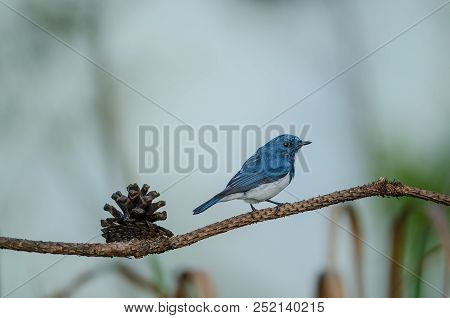 Ultramarine Flycatcher Perched On Branch