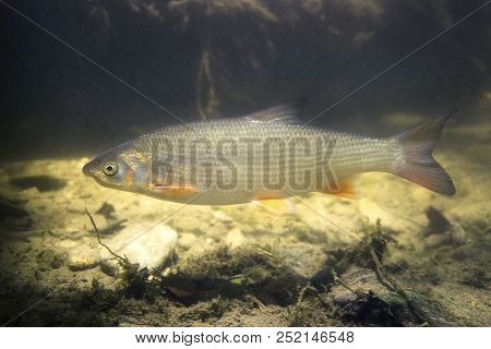 Common Nase (chondrostoma Nasus), Also Known As The Sneep. Wildlife Animal In The Clean River Habita