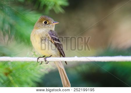 Alert Little Least Flycatcher Perched On A Clothesline
