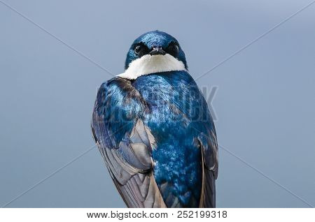 Spunky Little Tree Swallow Making Direct Eye Contact While Perched Atop A Weathered Wooden Post