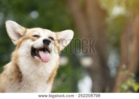 Corgi Dog Smile And Happy In Summer Sunny Day