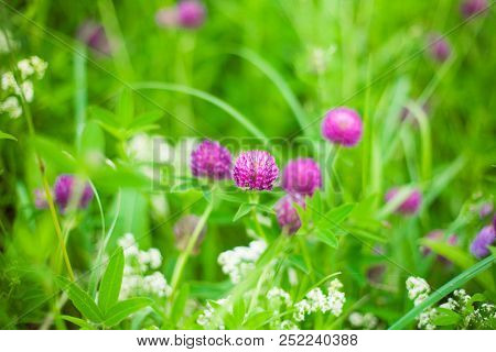 Bright Summer Spring Background With Clover Flowers On Floral Meadow Outdoors. Blooming Clover Plant