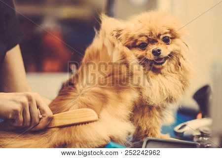 Pomeranian Dog With Red Hair On The Table For Grooming In The Beauty Salon For Dogs. Toned Image. Th