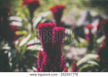 Celosia.  Red Chinese Wool Flower Close Up Garden Background. Celosia Argentea. Floral Background. R