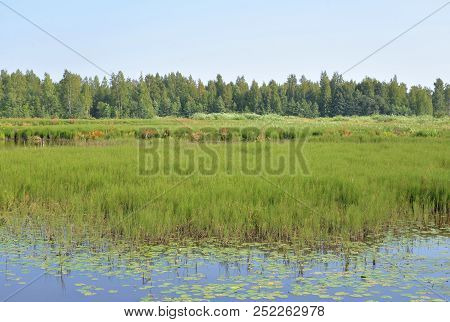 Wetland Lake Sestroretsky Razliv In Saint Petersburg, Russia.