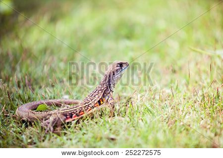 Closeup Of An Leiolepis Belliana, Common Butterfly Lizard On The Grass In Khao Sam Roi Yot National 