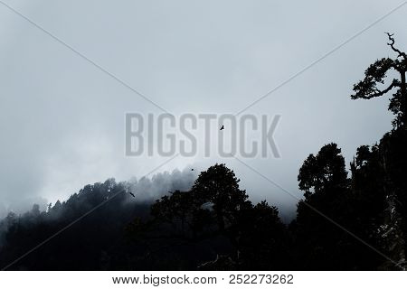 Mystical And Mysterious Forest In The Fog With A Bird Forest And Mountain