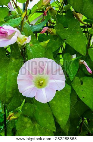 White Beautiful Convolvulus Arvensis, Bindweed Flower On A Green Grass Background