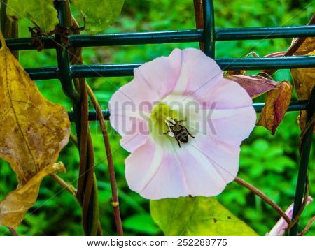 White Beautiful Convolvulus Arvensis, Bindweed Flower On A Green Grass Background
