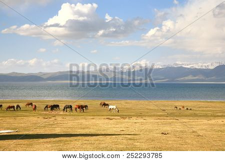 The Horse  In A Large Meadow At Song Kul Lake ,  Naryn Of Kyrgyzstan