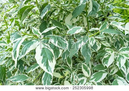 Weeping Fig, Benjamin Fig, Ficus Tree Outdoors Leaves Close Up. Variegated Ficus Benjamina Starlight