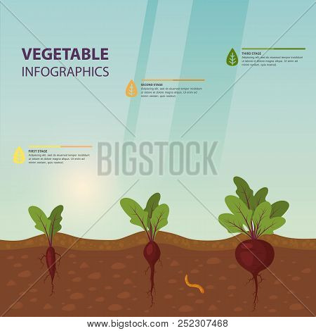 Infographic Or Infochart Of Beet Or Beta Vulgaris