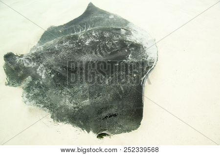 Stingray - Hamelin Bay - Western Australia