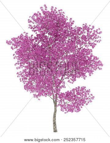 Red Lapacho Tree Isolated On White Background. 3d Illustration