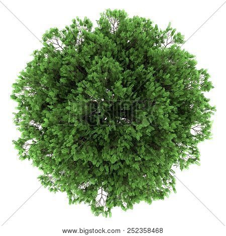 Top View Of Black Locust Tree Isolated On White Background. 3d Illustration