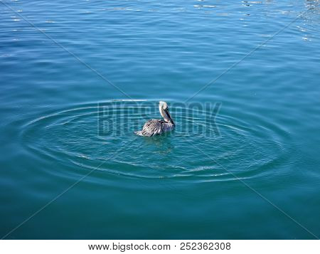 Black Pelicans Of Cabo San Lucas, Baja California, Mexico.
