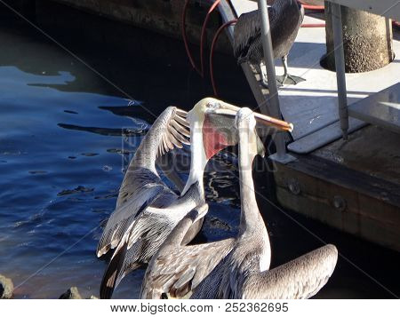 Black Pelicans Of Cabo San Lucas, Baja California, Mexico.