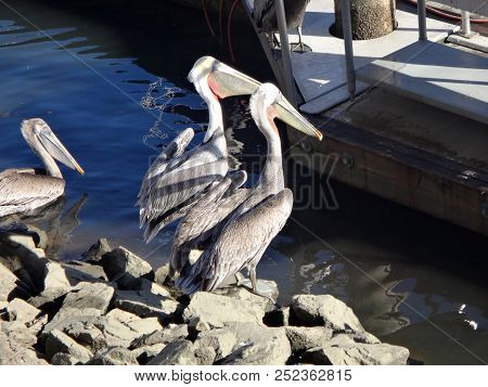 Black Pelicans Of Cabo San Lucas, Baja California, Mexico.