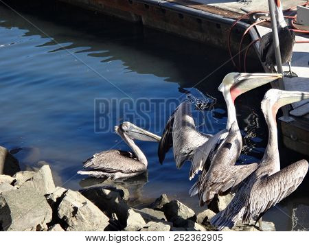 Black Pelicans Of Cabo San Lucas, Baja California, Mexico.