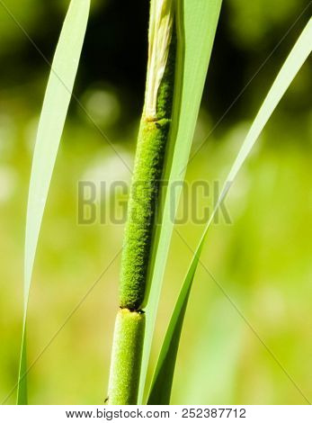 Close Up Of Typha Plant. Nature Od Tuchola Forest And Kashubian Region In Poland. Copy Space, Nature
