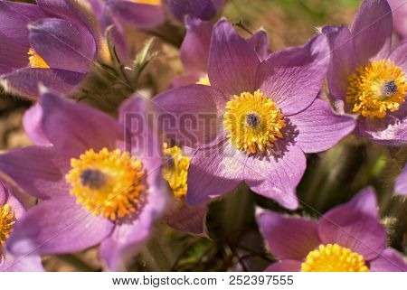 Pasque Flowers Blooming In The Garden In Spring Time