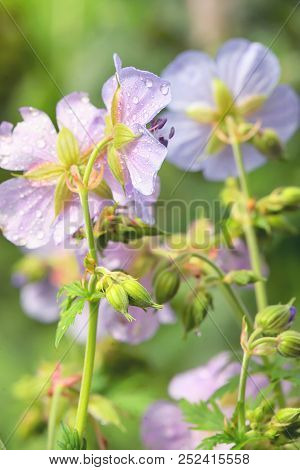 Purple Geranium Pretense (meadow Cranesbill) Flowers, Close Up