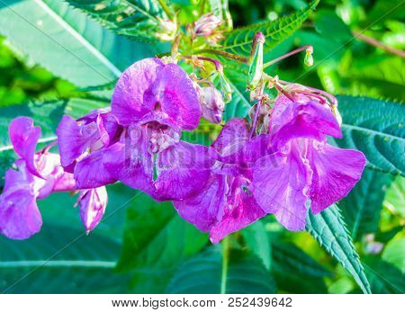 Beautiful Lilac Flowers Of Forest Balsam In The Middle Of Summer