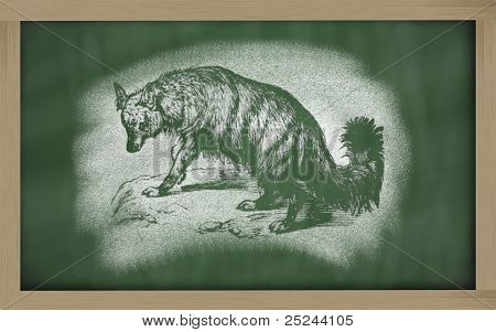 Skizze der Aard Wolf auf Blackboard (Proteles Cristata)