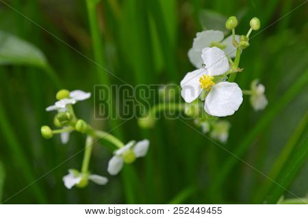 ฺbulltongue Arrowhead Flower, Sagittaria Sp., Central Of Thailand