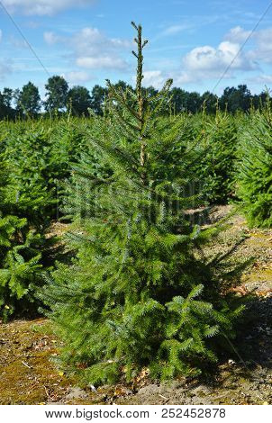 Plantatnion Of Young Green Fir Christmas Trees, Nordmann Fir And Another Fir Plants Cultivation, Rea