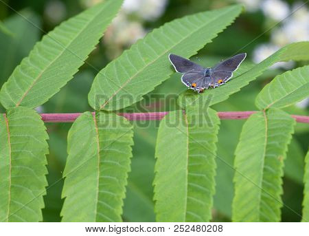 A Gray Hairstreak (strymon Melinus) Butterfly Perches With Its Wings Open On Some Sumac Leaves