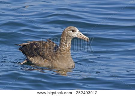 A Black-footed Albatross, Phoebastria Nigripes On The Sea
