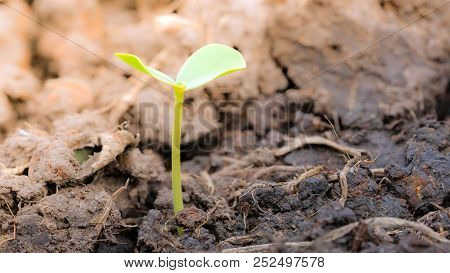 Agriculture And Alone Seedling Tree Concept With Macro Photo Of Seedling Tree. Royalty High Quality 