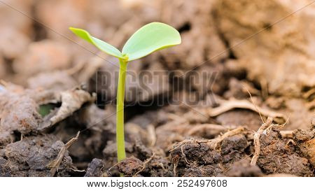 Agriculture And Seedling Tree Concept With Macro Photo Of Seedling Tree. Royalty High Quality Free S